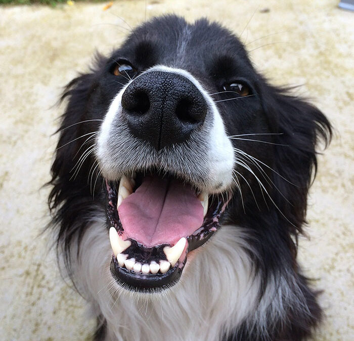 Taking Care Of Your Pet’s Teeth