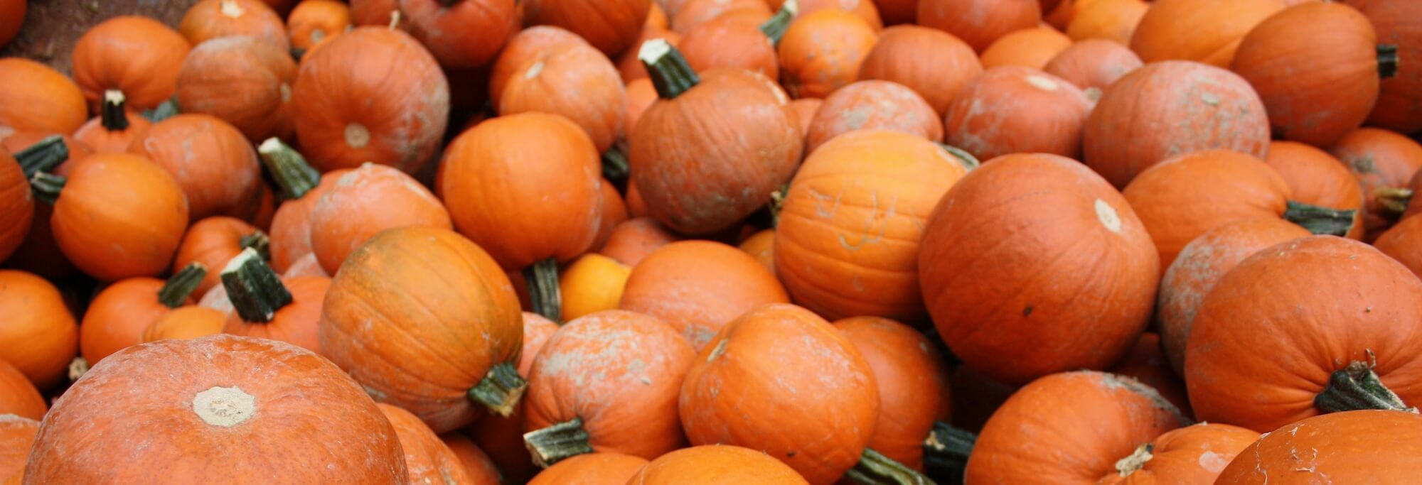 pumpkin decorating contest
